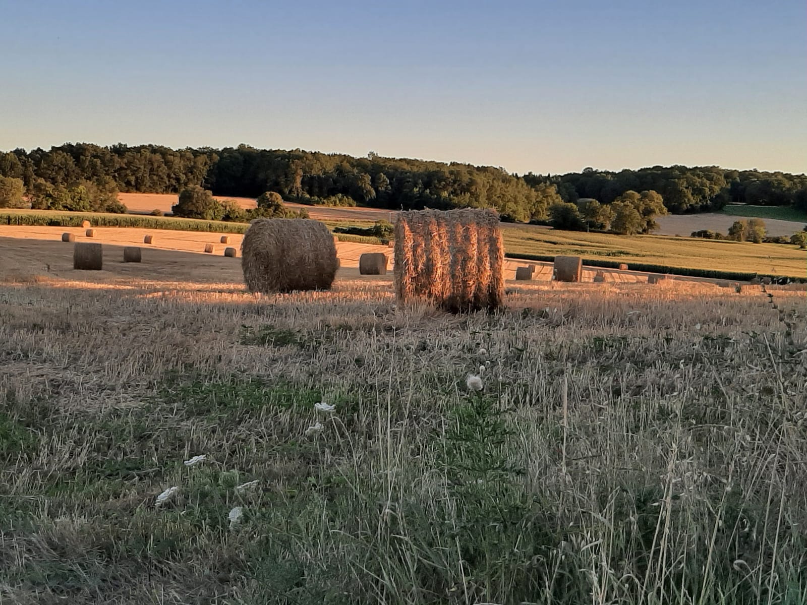 Plattelandsdynamiek
