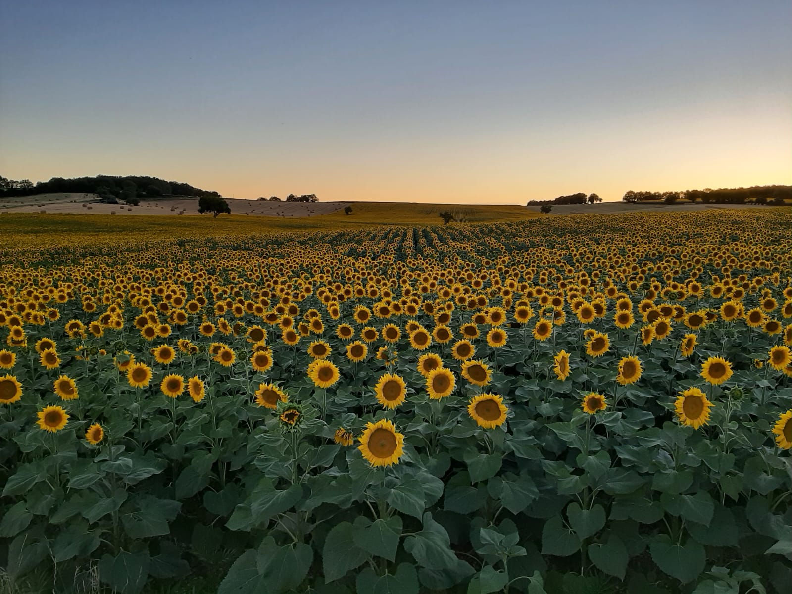 Zonnebloemen horizon